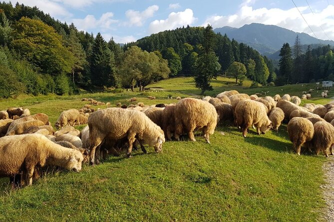 1-Day Bucovina Painted Monasteries tour from Suceava - English - Moldovita Monastery: fortress walls and Petru Rareș