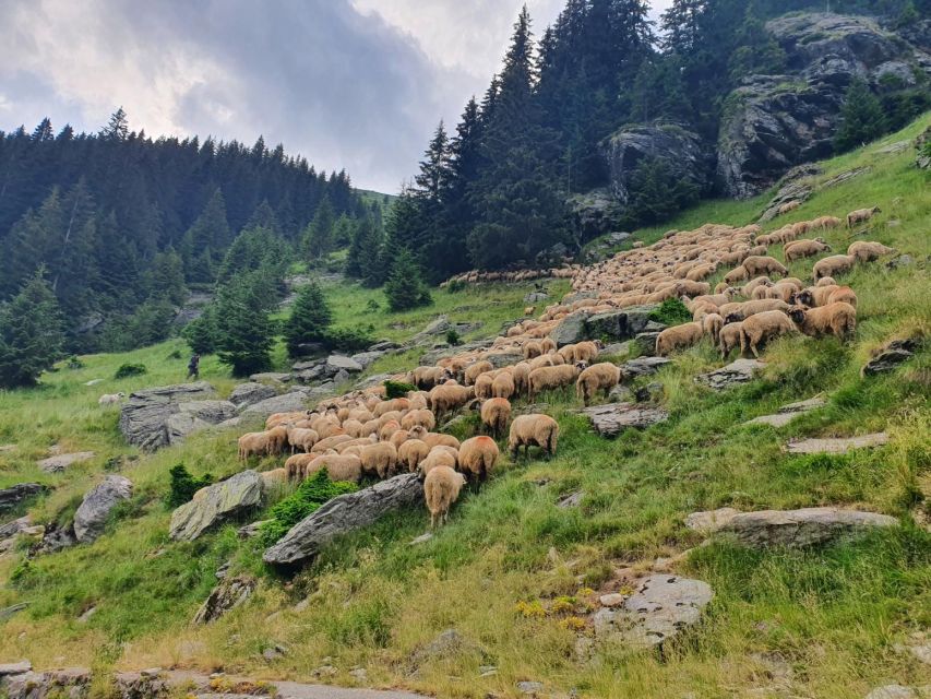 2 Day Private Tour from Bucharest in Transylvania - Key highlights to know before you go