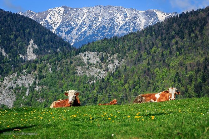 3-Day Tour from Bucharest: Transylvania Villages and Medieval Towns - Where you sleep and how meals fit into the cost