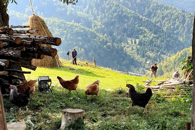 4x4 Driving Experience at Flying Altitudes - 7 Days - Day 6: Barsa Land Sceneries, Sinca Veche Monastery, and a Poiana Brasov Arrival