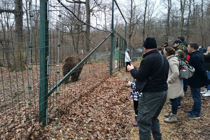 Bear Sanctuary and Bran Castle from Brasov - Brasov half-day with two moods: rescue and castle chaos