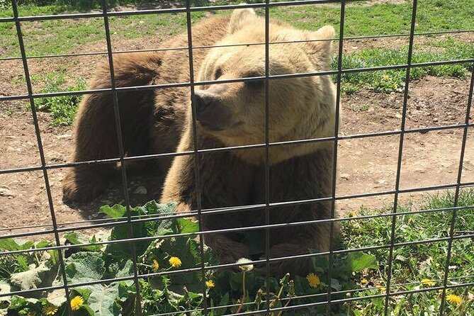 Bear Sanctuary and Bran Castle from Brasov - What Alin-style guiding adds to the day (and why it matters)