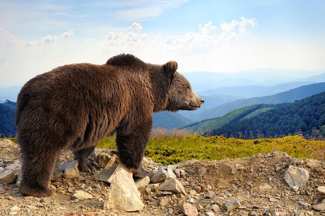 Bear Sanctuary and Bran Castle with a Professional Licensed Guide—Day Trip - Meeting in Brasov, then settling into a smooth day