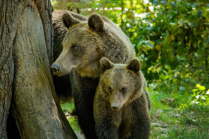 Bear Sanctuary and Dracula's Castle, 1-day Private Tour - Bran Castle: more medieval than Dracula, and more physical than you expect