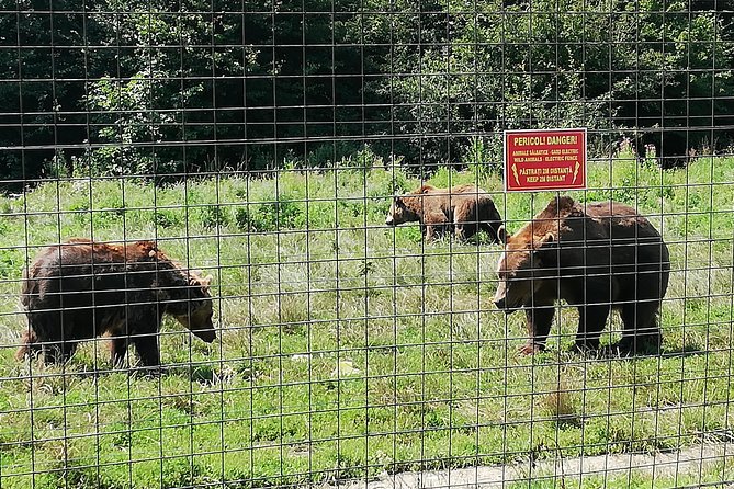 Bear Sanctuary and Dracula's Castle, 1-day Private Tour - Flexible extras on the return: Brașov or quick detours
