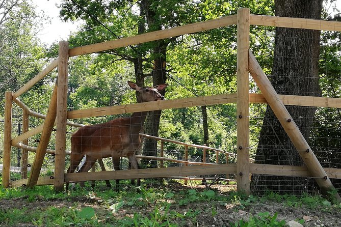 Bear Sanctuary and Dracula's Castle, 1-day Private Tour - Guides who set the tone: Daniel, Alex, and Florin’s best traits
