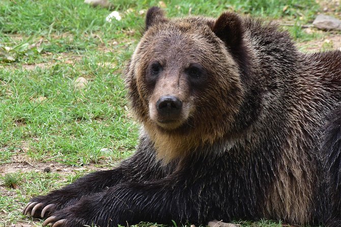 Bear Sanctuary and Dracula's Castle, 1-day Private Tour - Libearty Bear Sanctuary Zărnești: rehab stories you can feel in the details