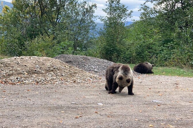 Bear Sanctuary & Rasnov Fortress - Private day tour from Bucharest - A long day done right: Why this Bucharest-to-Transylvania trip works