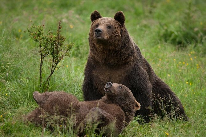 Bear Sanctuary & Rasnov Fortress - Private day tour from Bucharest - Starting at 7:30 am: How the day feels before you even arrive