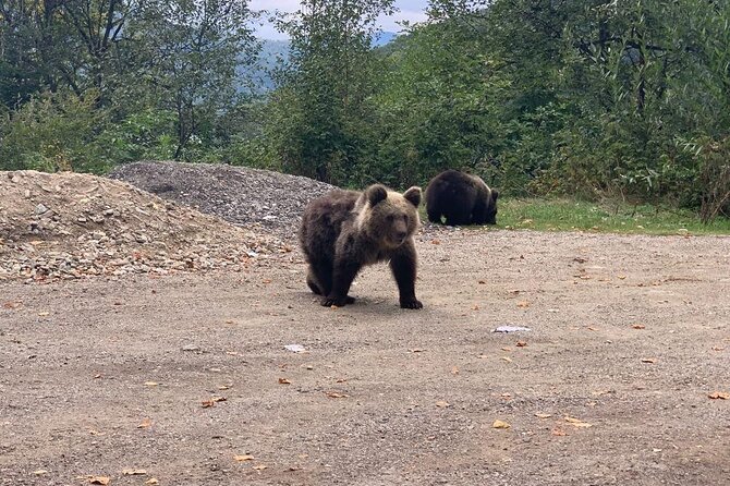 Bear Sanctuary & Rasnov Fortress - Private day tour from Bucharest - Libearty Bear Sanctuary Zarnesti: Bears in a forest, not a circus