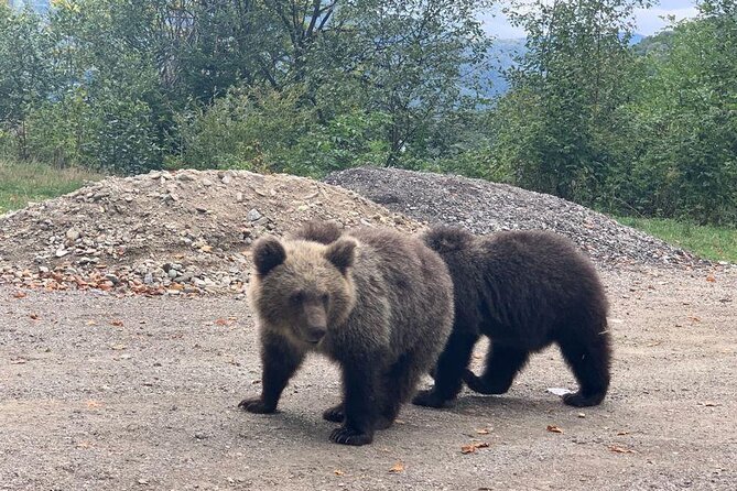 Bear Sanctuary & Rasnov Fortress - Private day tour from Bucharest - Rasnov Citadel: Fortified purpose and panoramic views