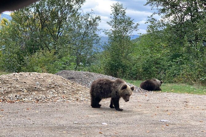 Bear Sanctuary & Rasnov Fortress - Private day tour from Bucharest - The drive and the guide factor: When names like Claudiu and Christian matter