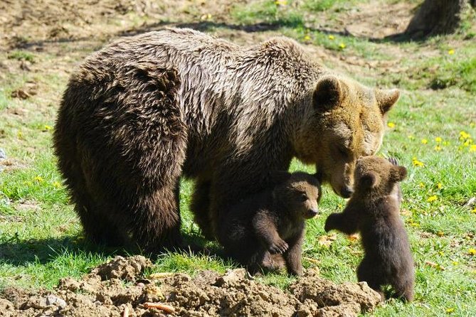 Bear Sanctuary & Rasnov Fortress - Private day tour from Bucharest - Who this private tour is best for (and who should skip it)