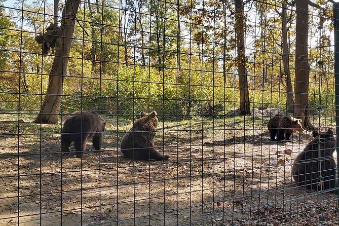 Bear Sanctuary Zarnesti,Bran Castle,Rasnov Fortres w/Hotel pickup - The van, the driver-guide, and why pickup matters in Brasov
