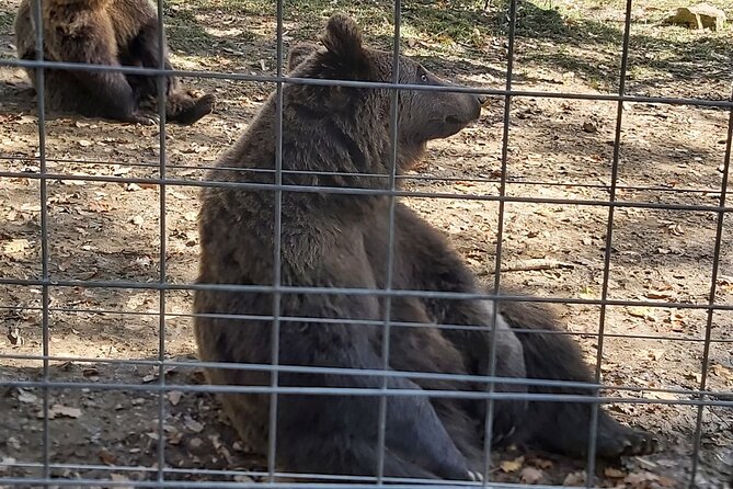 Bear Sanctuary Zarnesti,Bran Castle,Rasnov Fortres w/Hotel pickup - Timing and weather: what can change your day