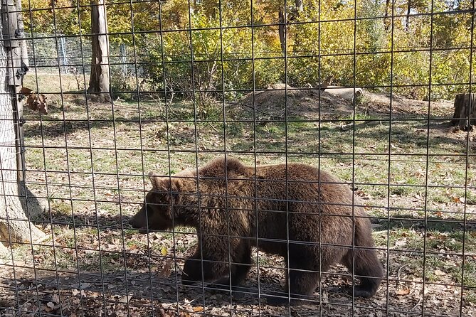 Bear Sanctuary Zarnesti,Bran Castle,Rasnov Fortres w/Hotel pickup - Should you book this Transylvania loop from Brasov?