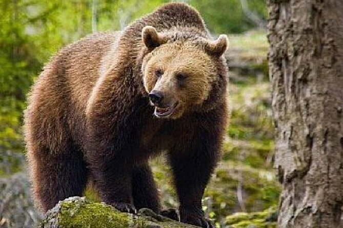 Bear Sanctuary Zarnesti,Bran Castle,Rasnov Fortres w/Hotel pickup - Rasnov Citadel: a hill fortress with ruins and a 146 m well