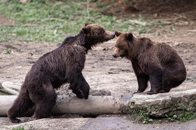 Bear watching experience near Brasov - Key things that make this bear tour work
