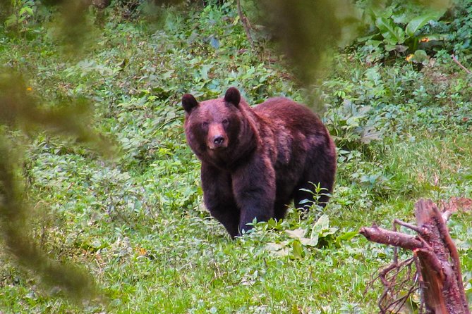 Bear watching experience near Brasov - Going from Brasov into prime bear country (without feeling rushed)