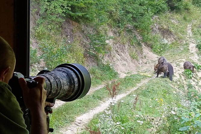 Bear watching experience near Brasov - The bear hide experience: calm viewing, correct behavior, better chances