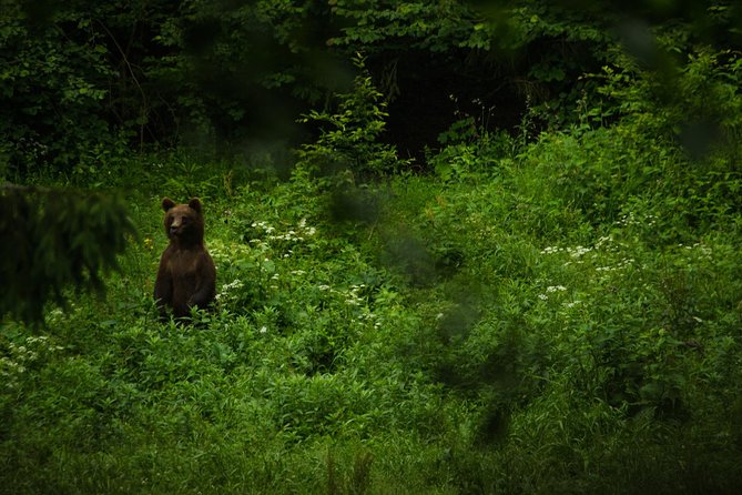 Bear watching experience near Brasov - Price, scheduling, and what you get for $161.39