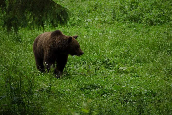 Bear watching experience near Brasov - The Piatra Craiului National Park Visitor Center stop, then into the forest