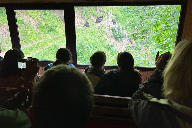 Bear Watching In Brasov: Observe Wild Bears From A Hideout (100%) - Brasov pickup and the drive into the Transylvanian woods