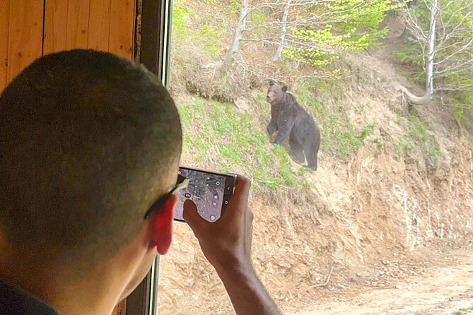 Bear Watching In Brasov: Observe Wild Bears From A Hideout (100%) - How long you really stay, and what to expect from bear sightings