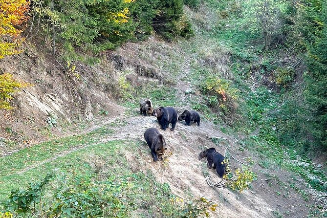 Bear Watching In Brasov: Observe Wild Bears From A Hideout (100%) - Price and value: is $98.78 worth it?