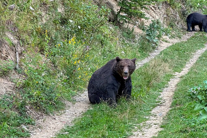 Bear Watching In Brasov: Observe Wild Bears From A Hideout (100%) - What to bring for a comfort-first afternoon in the forest