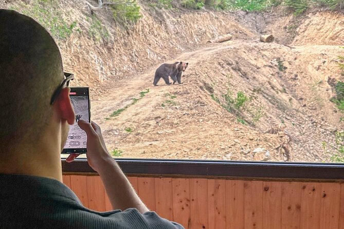 Bear Watching In Brasov: Observe Wild Bears From A Hideout (100%) - Adding Bran Castle the same day, if availability works
