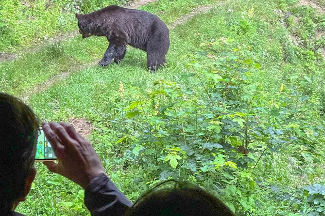 Bear Watching In Brasov: Observe Wild Bears From A Hideout (100%) - Feeding-time hideout viewing, the real reason to book