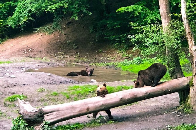 Bear Watching in The Wild from Brasov (100 %) - Brasov Pickup That Keeps You From Rushing (Or Waiting All Night)
