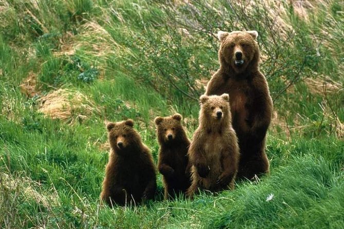 Bear Watching in The Wild from Brasov (100 %) - Discovery Transylvania: What The Two-Hour Bear Watching Phase Feels Like