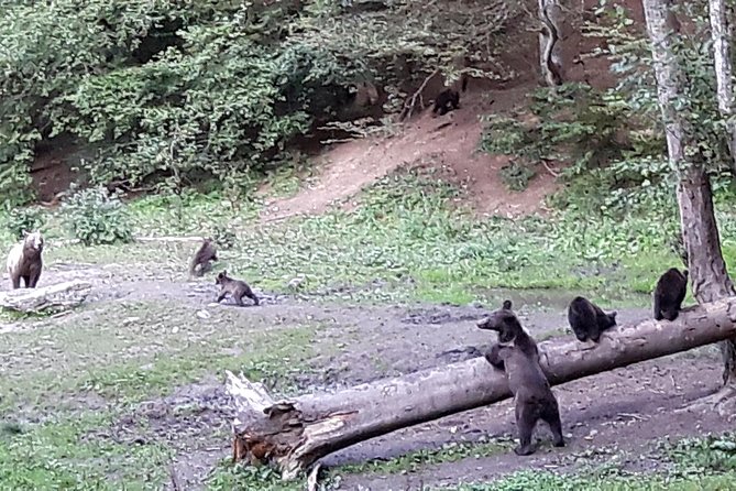 Bear Watching in The Wild from Brasov (100 %) - Safety Rules That Aren’t Just For Compliance