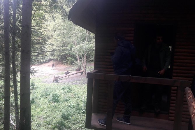 Bear Watching in The Wild from Brasov (100 %) - Price And Value: Is $120.47 Worth It?