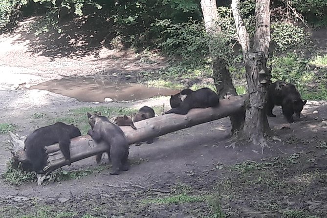 Bear Watching in The Wild from Brasov (100 %) - What You Might See: Bears, Foxes, And The Bigger Picture
