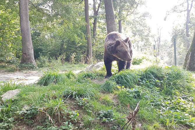 Bears Sanctuary, Dracula Castle and Brasov City - Full Day Trip from Bucharest - Getting out of Bucharest: a long day, but efficiently run