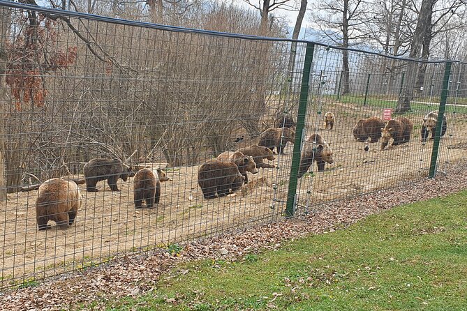 Bears Sanctuary, Dracula Castle and Brasov City - Full Day Trip from Bucharest - Stop 1 in Zarnesti: Libearty Bear Sanctuary and the emotional impact