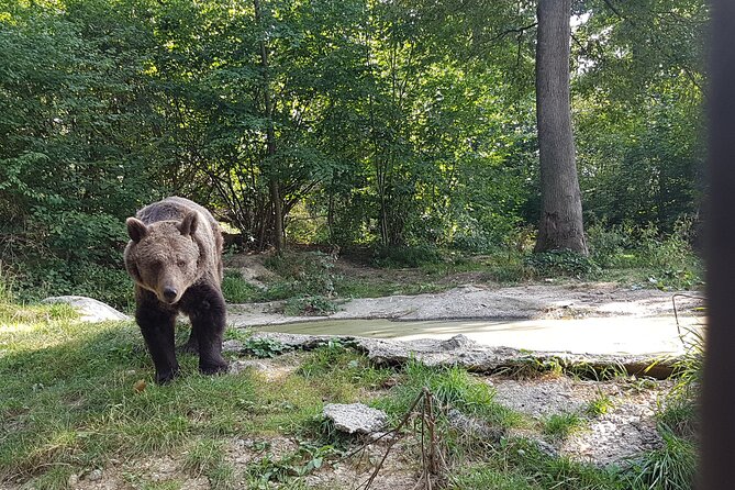 Bears Sanctuary, Dracula Castle and Brasov City - Full Day Trip from Bucharest - What to budget for besides the tour price