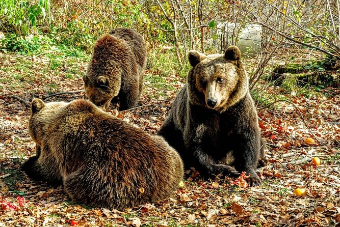 Bears Sanctuary, Dracula's Castle and Brașov City - Private Tour - Bran Castle, Dracula’s Castle: legends meet 14th-century stone