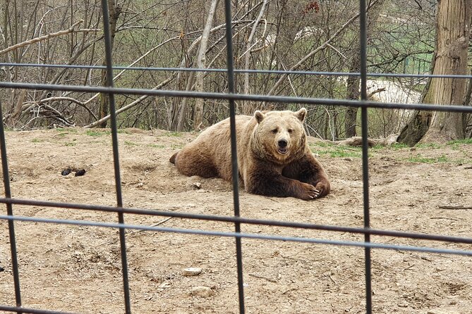 Bears Sanctuary, Dracula's Castle, Brasov Day Trip Private Tour from Bucharest - What makes the guide/driver matter on this day trip