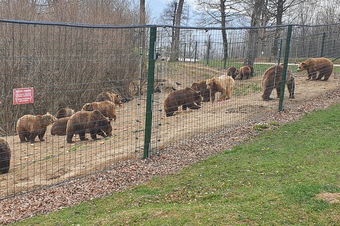 Bears Sanctuary, Dracula's Castle, Brasov Day Trip Private Tour from Bucharest - Entrance fees and meals: the two spots where your budget needs a reality check