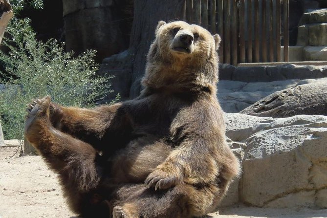 Bears Sanctuary, Dracula's Castle, Brasov Day Trip Private Tour from Bucharest - Price, private car value, and when splitting costs makes it shine
