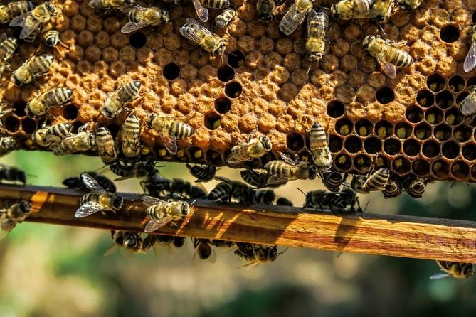 Beekeeping Day Trip| Private Guided Tour from Bucharest - Learning from bees: behavior, work, and the big lessons