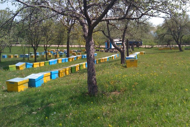 Bees Adventure in Romania - Private Day Trip from Bucharest - From Bucharest To the Apiary: Why This Trip Feels Different
