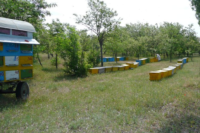 Bees Adventure in Romania - Private Day Trip from Bucharest - How the Beehive Works: The Harvesting Demonstration You Do Not Forget