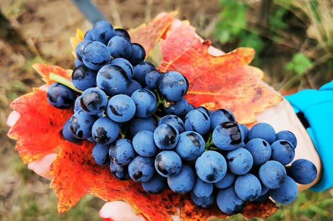 Bike & Wine tour in Dealu Mare wineland - Key highlights to circle on your map