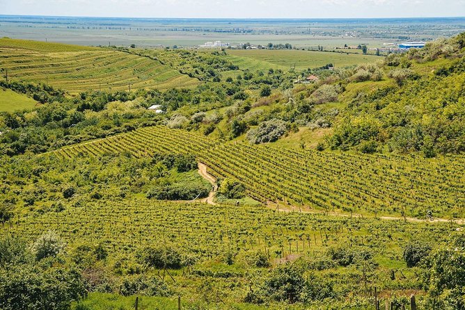 Bike & Wine tour in Dealu Mare wineland - From Bucharest to the vineyards: transfers and the 6 to 8 hour reality