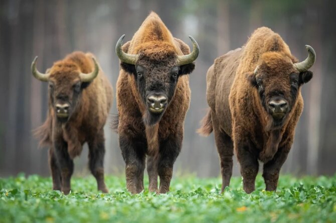 Bison Sanctuary, Vlad the Impaler Princely Court & Dracula Grave - Key highlights